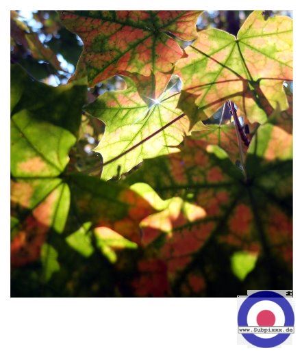 Serie - WEISCHLITZ17 - Herbstlaub - 15. Oktober 2017 (5).JPG